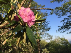 Rhododendron catawbiense