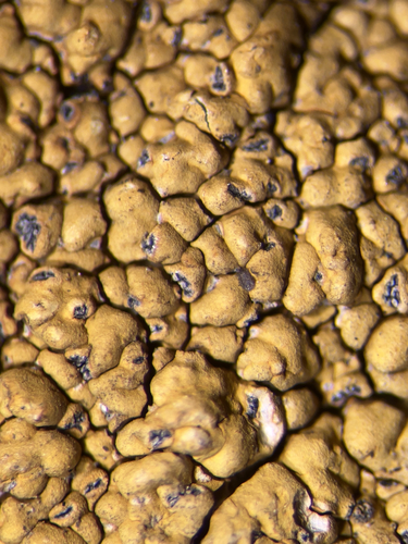 Lecidea silacea, 2024-08-20