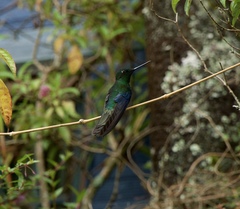 Pterophanes cyanopterus