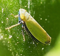 Diplocolenus