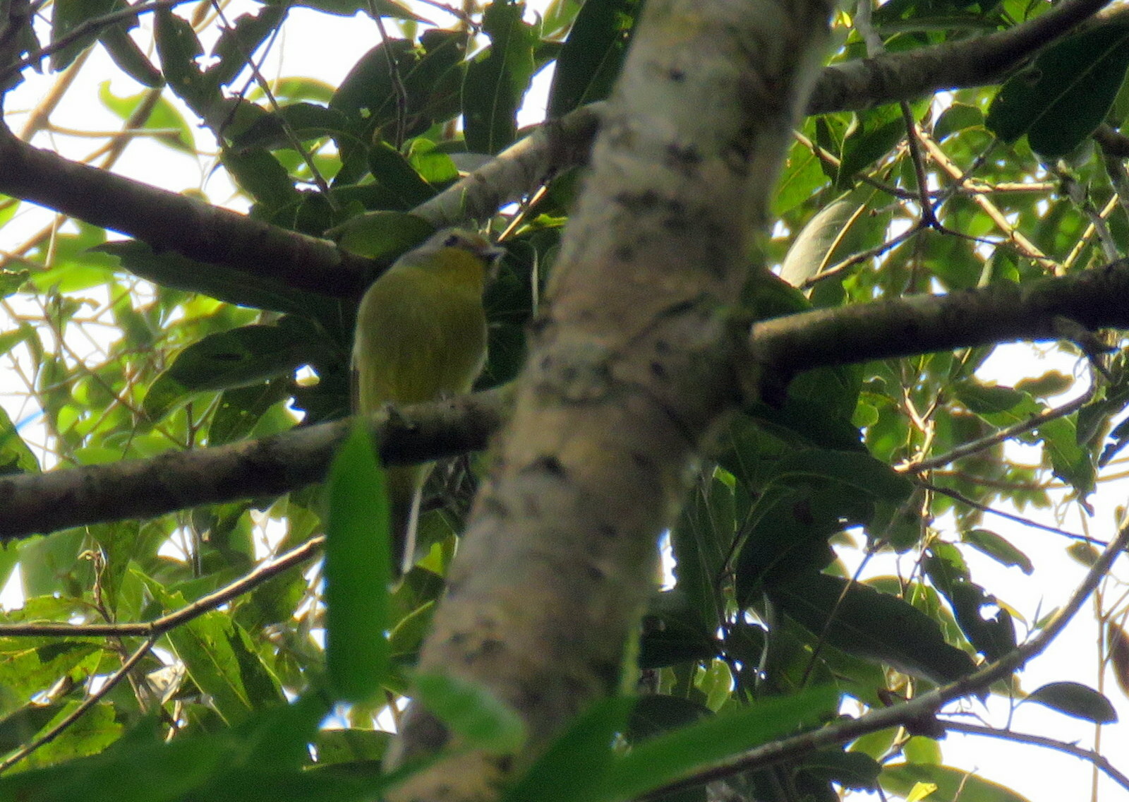 Wing-barred Piprites (Piprites chloris), photo 4