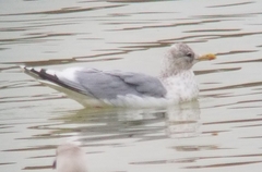 Larus glaucoides thayeri