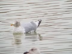 Larus glaucoides thayeri