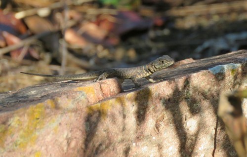 Tropidurus insulanus