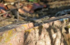 Tropidurus insulanus