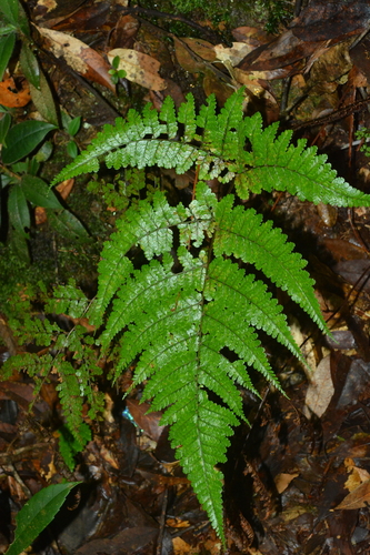 Dryopteris pseudocaenopteris observed 2024-09-03