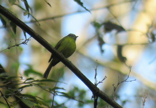 Southern Bristle Tyrant (Pogonotriccus eximius), photo 4