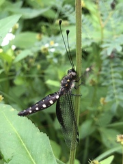 Suphalomitus okinavensis