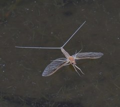 Callibaetis fluctuans