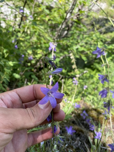 Image of Campanula sarmatica by (c) Илья Руденко, some rights reserved (CC BY)