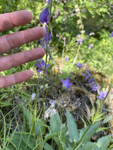 Image of Campanula sarmatica by (c) Илья Руденко, some rights reserved (CC BY)