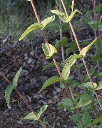 Image of Betonyleaf Brickellbush (Brickellia betonicifolia) by (c) Andrew Tree, some rights reserved (CC BY)