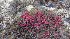 Exobasidium vaccinii-uliginosi