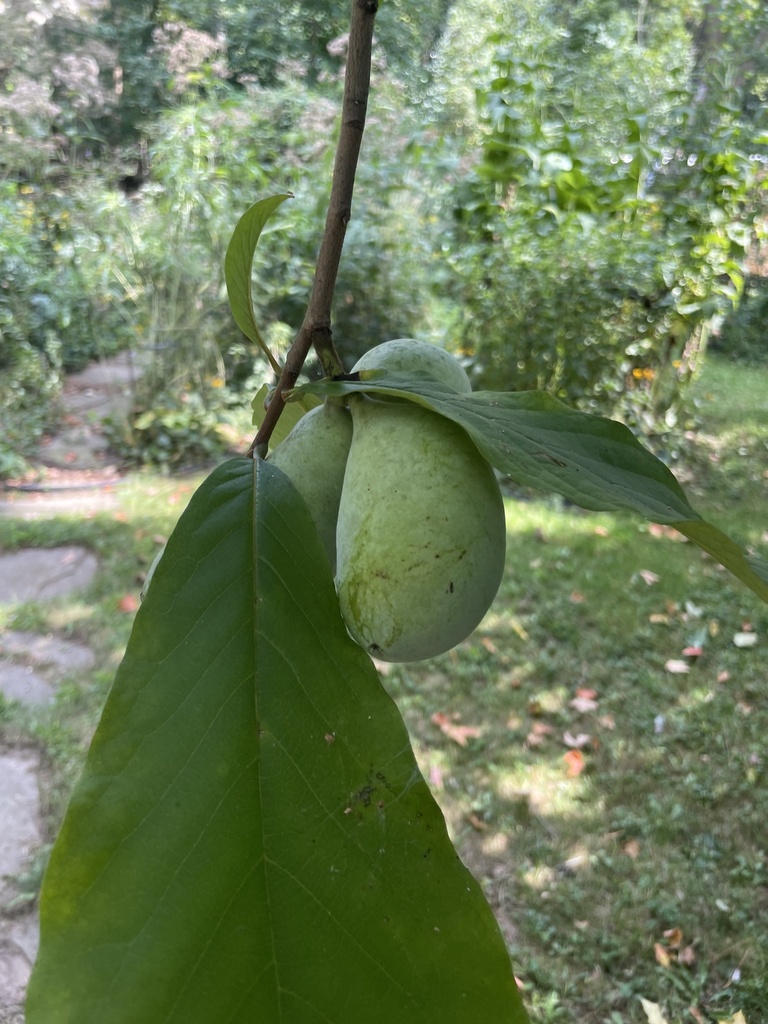 common pawpaw from Jones St, Marshall, MI, US on September 10, 2024 at ...