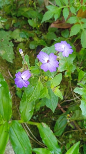 Image of Browallia americana by (c) Aline Fernanda Antunes, some rights reserved (CC BY-SA)