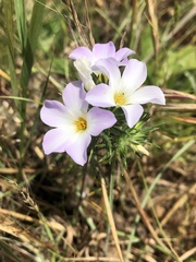 Leptosiphon grandiflorus