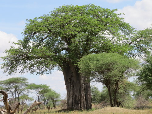 Adansonia digitata
