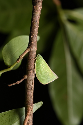 Genus Geisha Insect Geisha bifurcata · iNaturalist