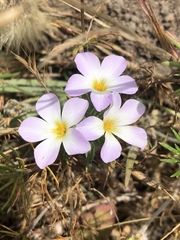 Leptosiphon grandiflorus
