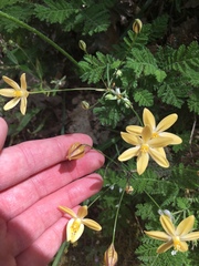 Triteleia ixioides scabra