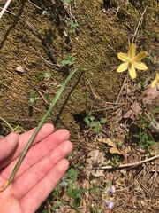 Triteleia ixioides scabra