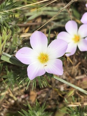 Leptosiphon grandiflorus