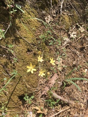 Triteleia ixioides scabra
