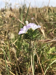 Leptosiphon grandiflorus