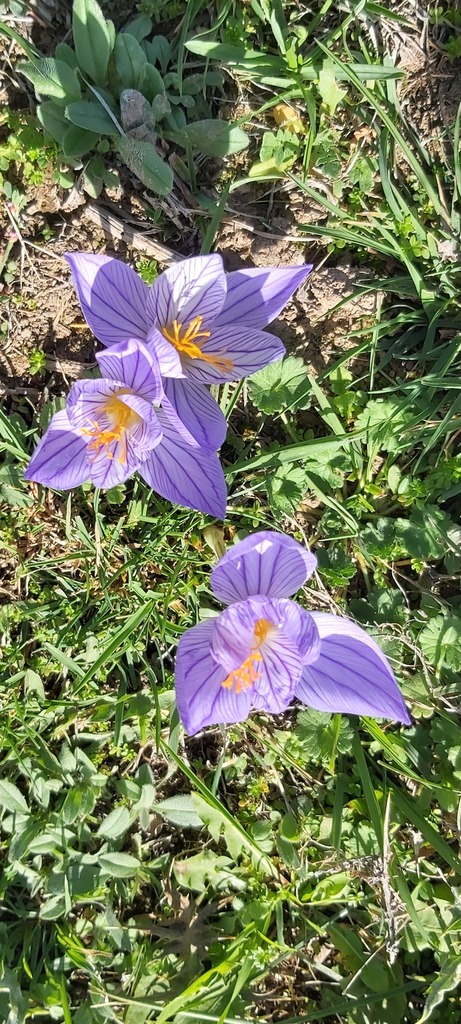 Crocus archibaldiorum