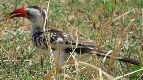 Tockus erythrorhynchus