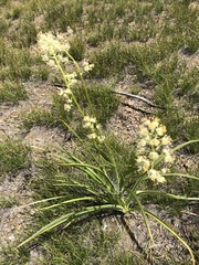Toxicoscordion paniculatum