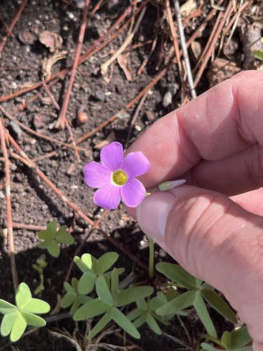 Image of Drummond's Woodsorrel (Oxalis drummondii) by (c) Cody Stricker, some rights reserved (CC BY)