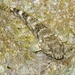 Gobius - Photo (c) WoRMS for SMEBD, algunos derechos reservados (CC BY-NC-SA)