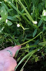 Stellaria longipes