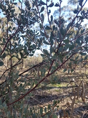 Acacia brachybotrya