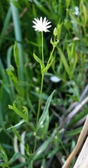 Stellaria longipes