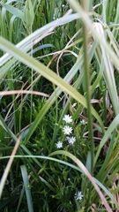 Stellaria longipes