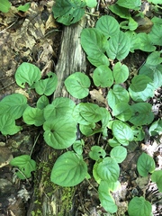 Viola rotundifolia
