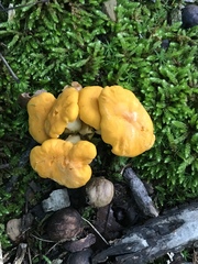 Cantharellus flavolateritius