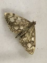 Anania coronata