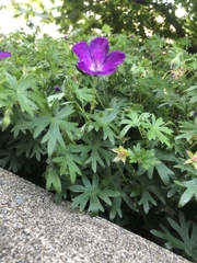 Ipomoea pedicellaris
