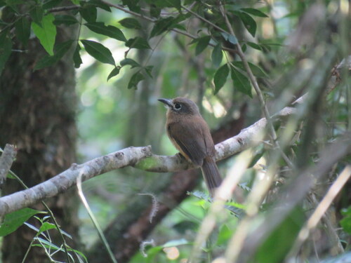 Rusty-breasted Nunlet (Nonnula rubecula), photo 6