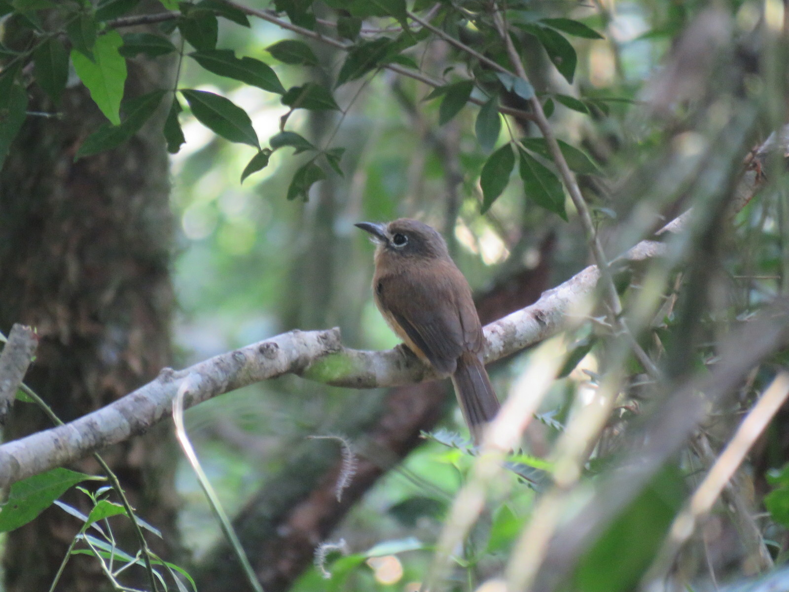 Rusty-breasted Nunlet (Nonnula rubecula), photo 10