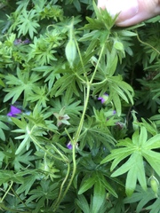 Ipomoea pedicellaris