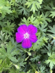 Ipomoea pedicellaris