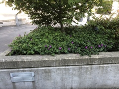 Ipomoea pedicellaris