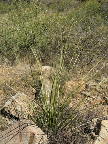 Nolina microcarpa