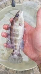Tautogolabrus adspersus