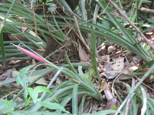 Image of Billbergia nutans by no rights reserved