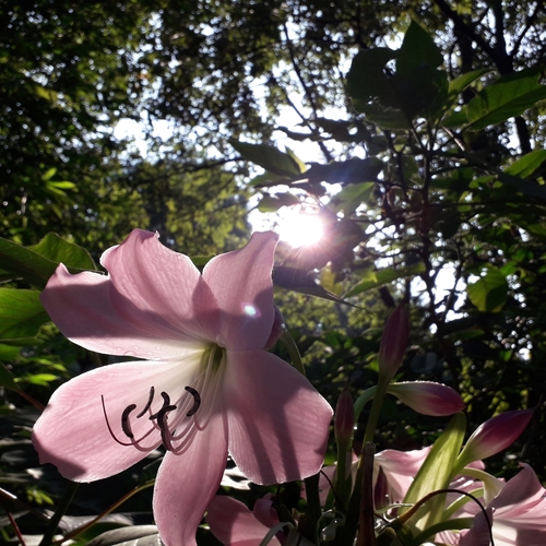 Crinum moorei